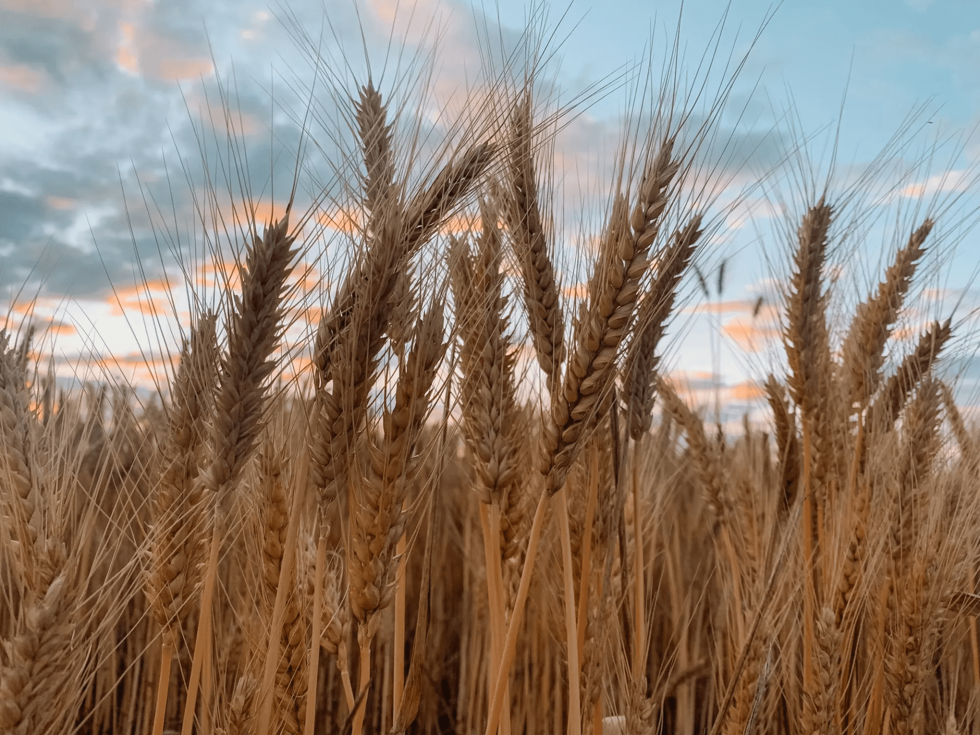 Wimmera Cancer Resource Nurses